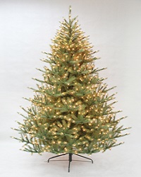 Upswept Douglas Fir Tree Upswept Douglas Fir Tree